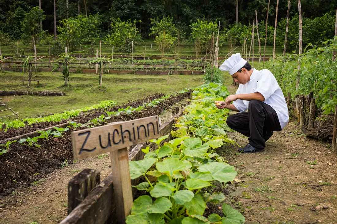 Organic Garden