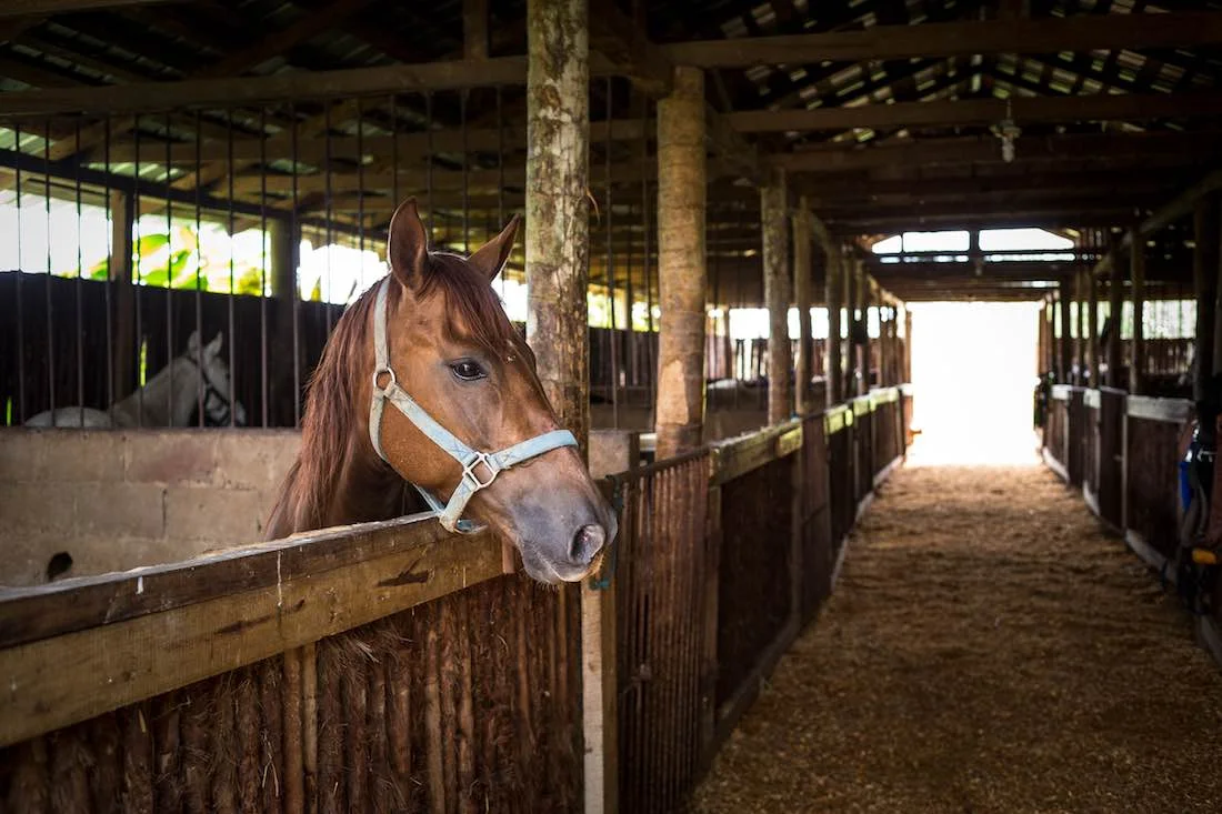 Horse stables