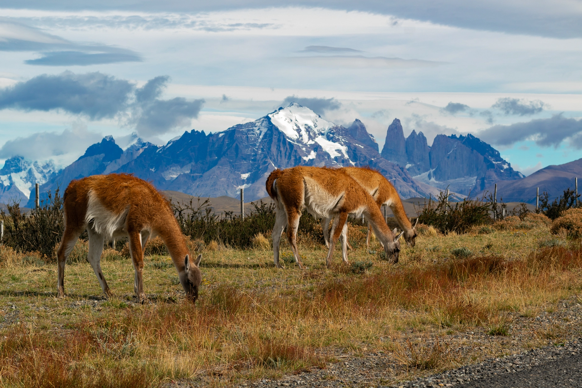 Wildlife