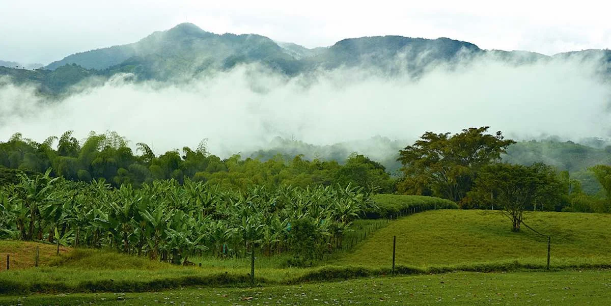 Hacienda Bambusa