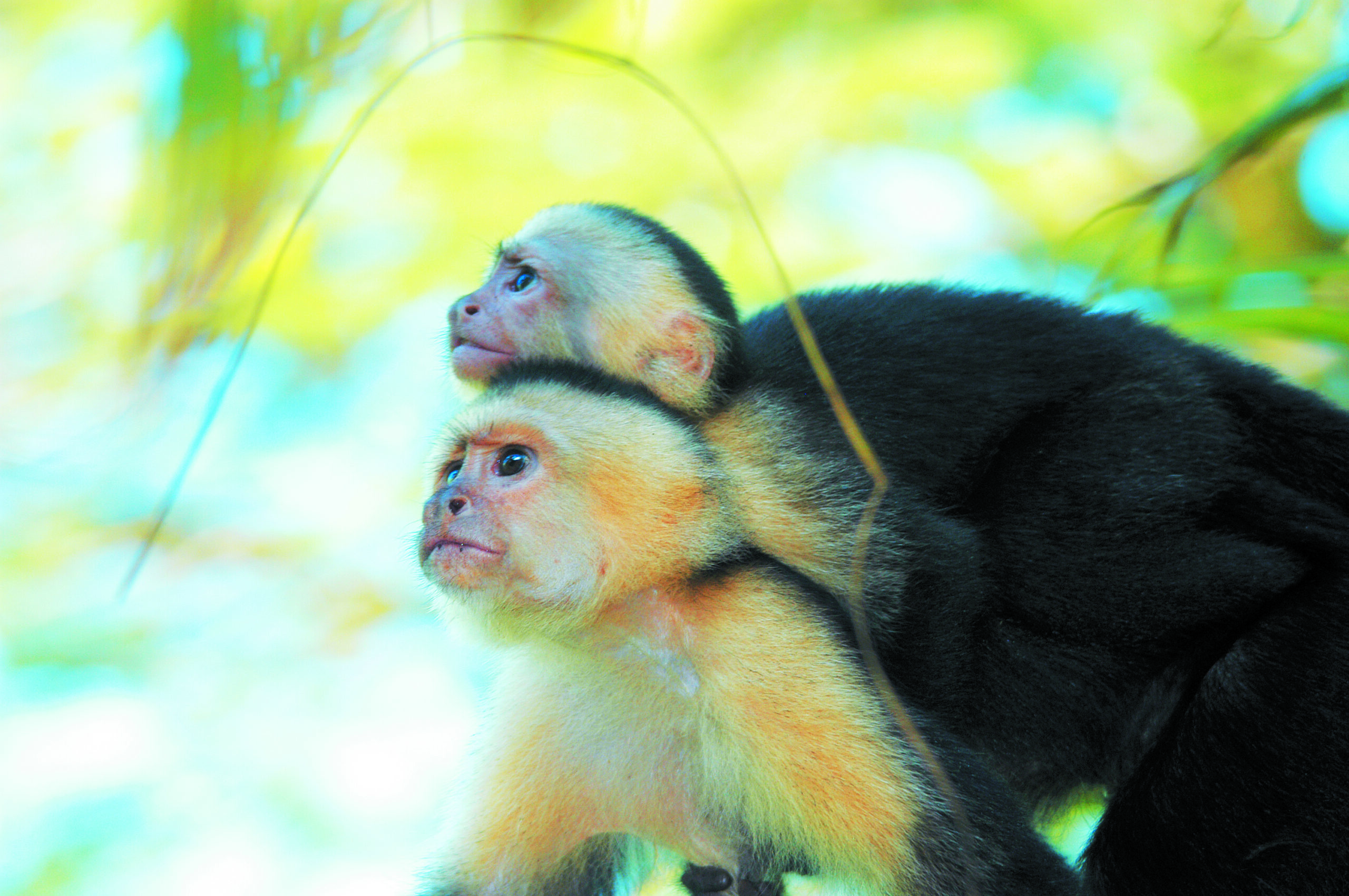 Wildlife