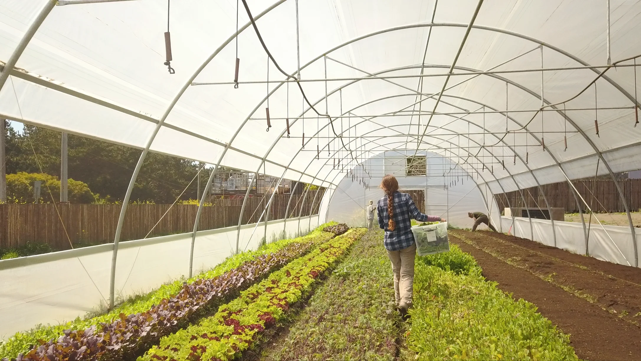 Greenhouse