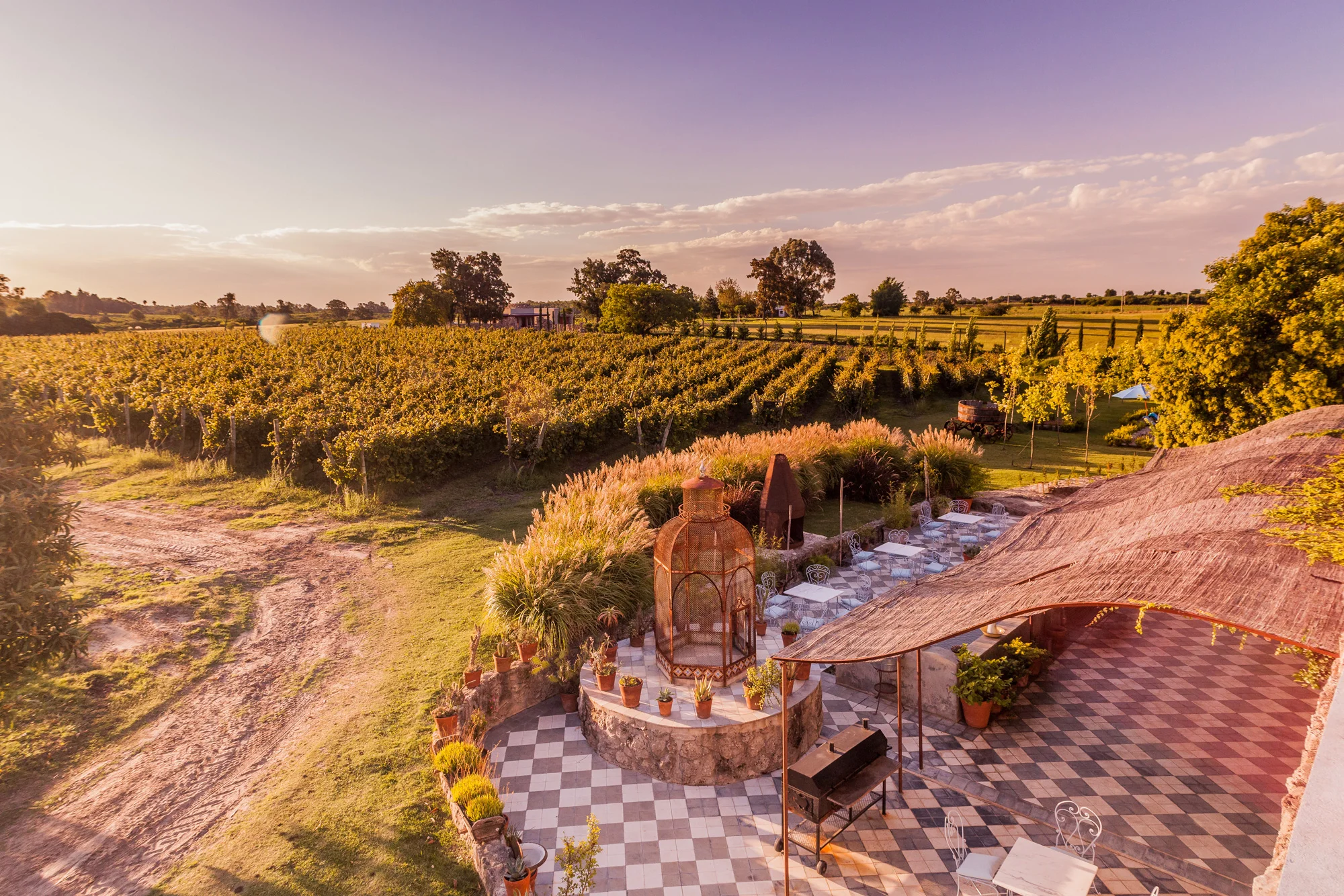 Vineyard