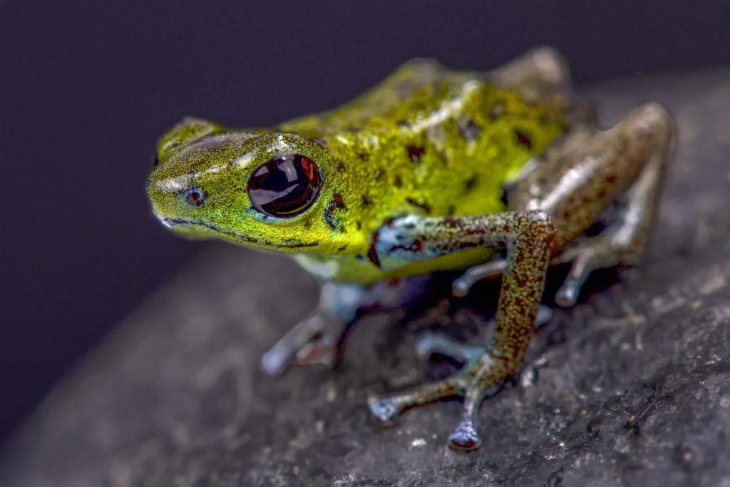 Green frog with black spots