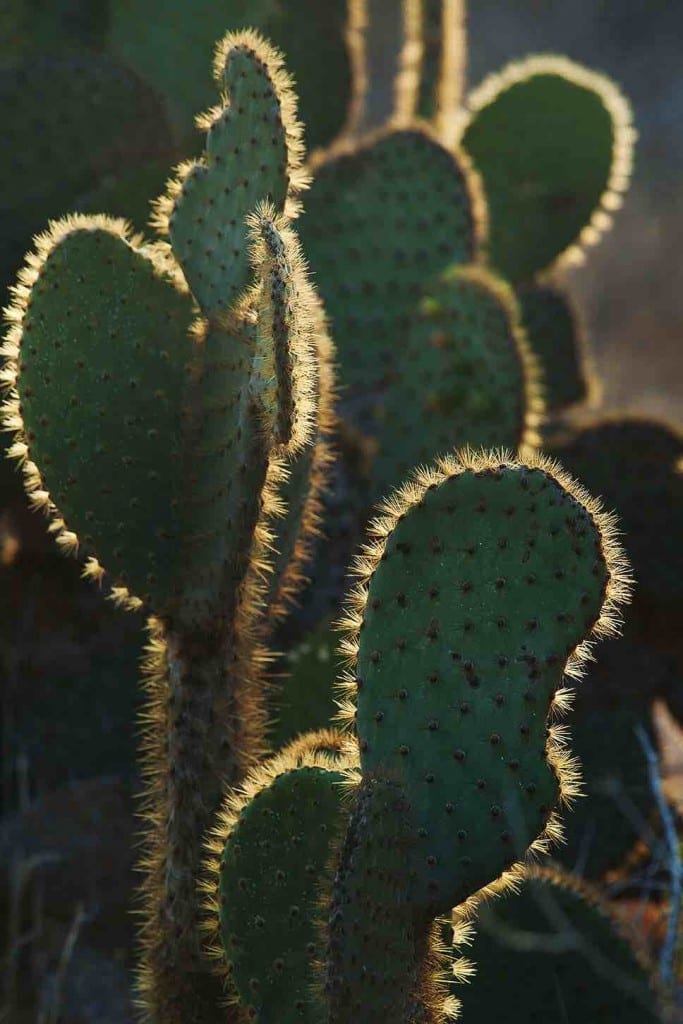 Galapagos cactus | Landed Travel