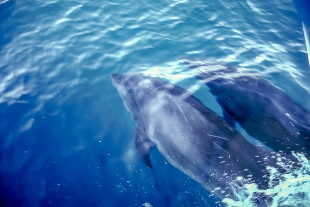 Galapagos Dolphins