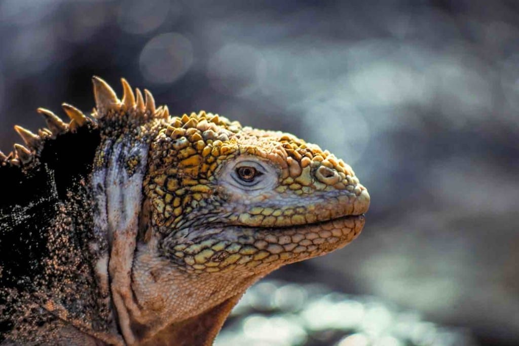 Galapagos iguana | Landed Travel
