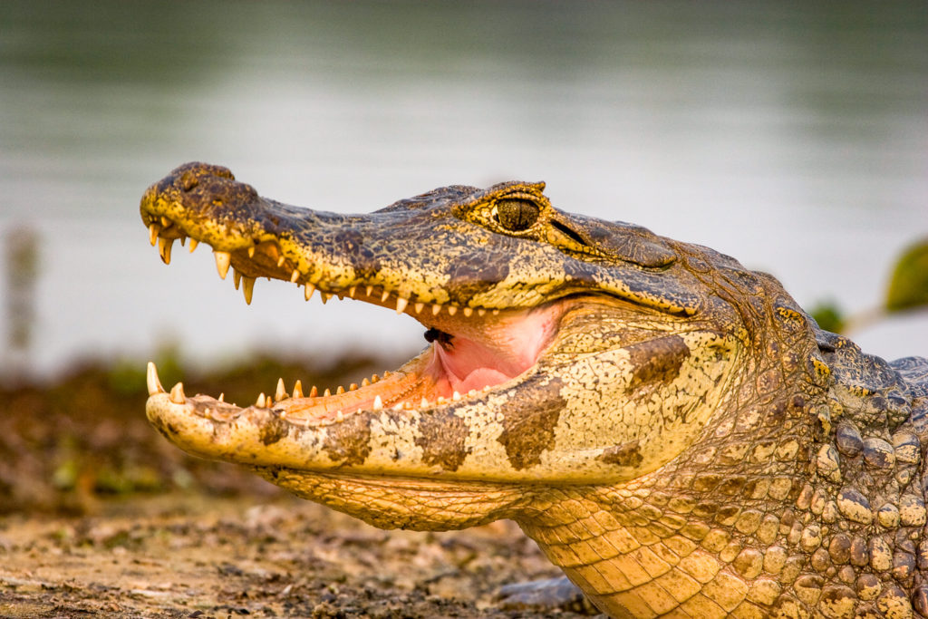 Pantanal spectacled caiman | Landed Travel