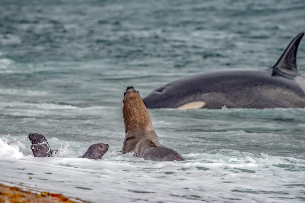Valdes Orca | Landed Travel