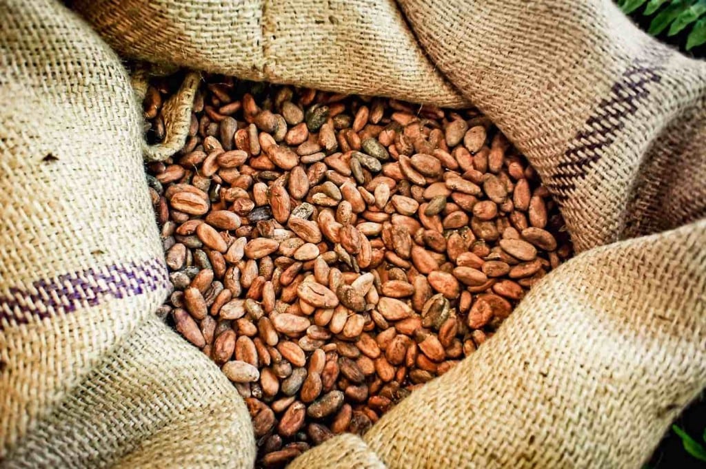 Ecuador cacao beans | Landed Travel