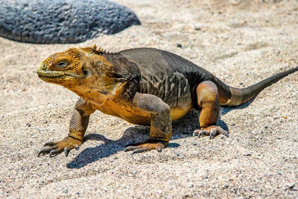 Galapagos Land Iguana | Landed Travel