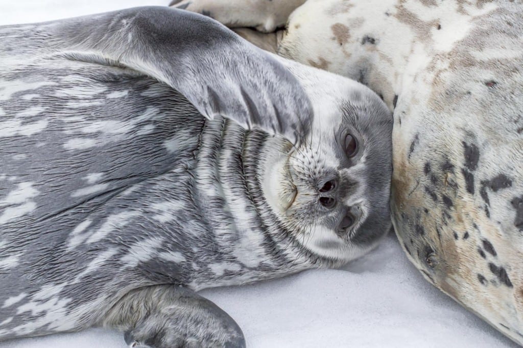 Weddell Seal Antarctica | Landed Travel