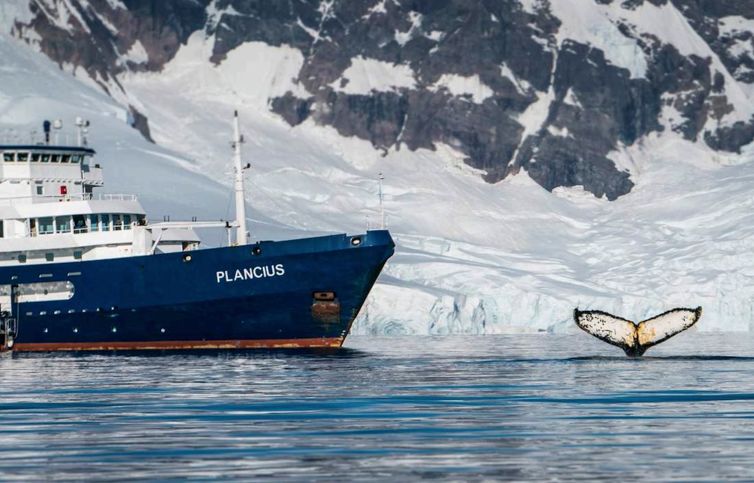 Plancius