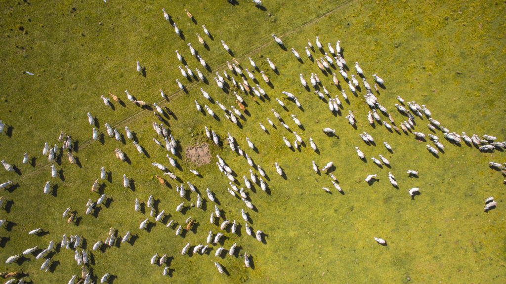 Sheep graze at Corocora Camp in Colombia