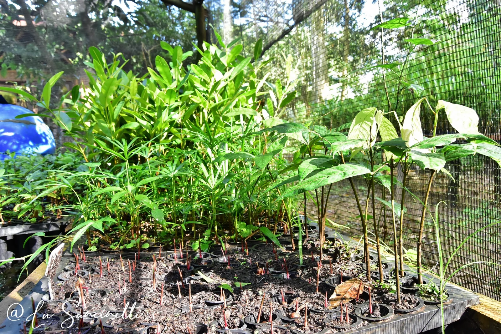 Agroforestry system