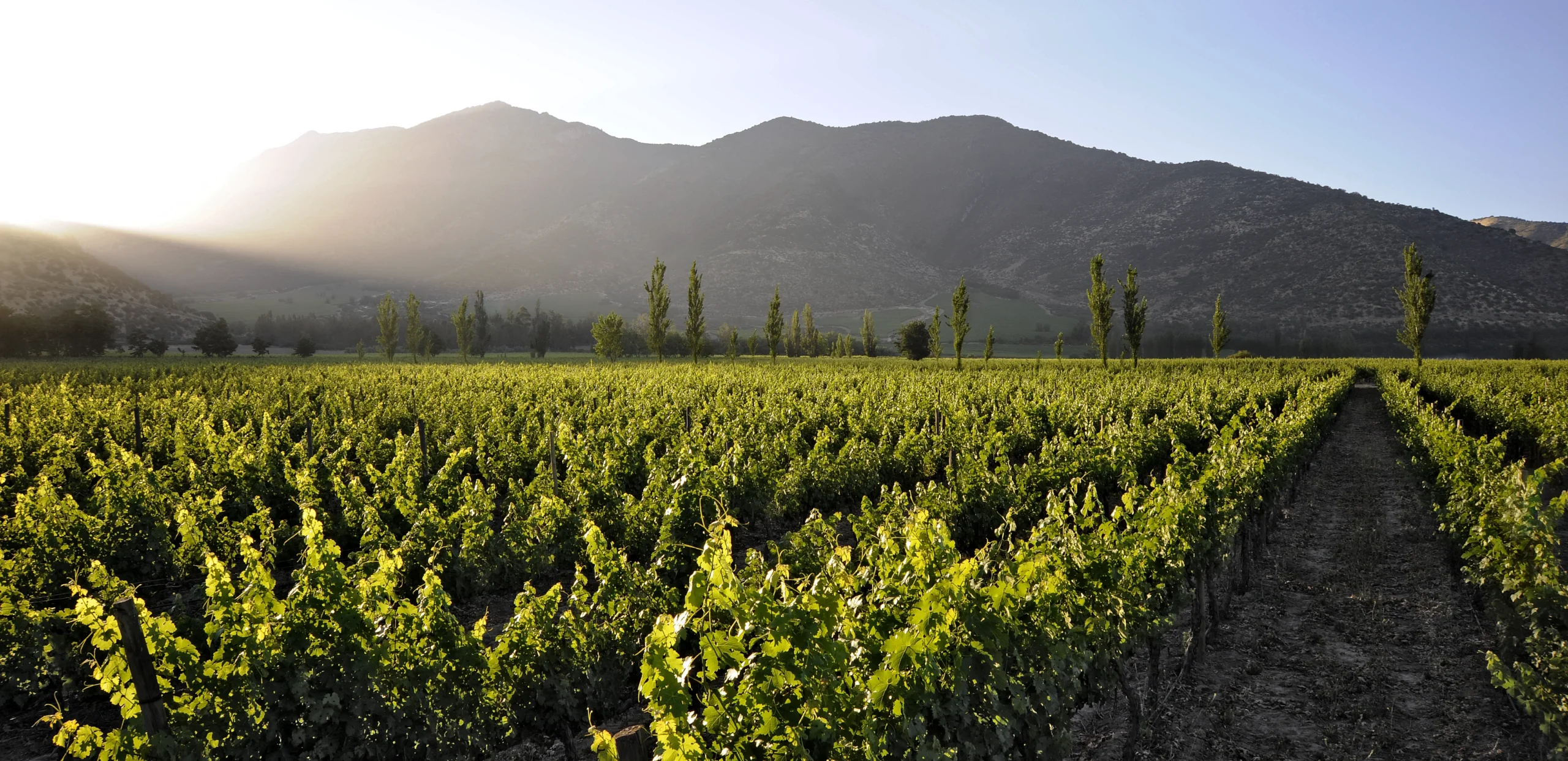 Vineyard