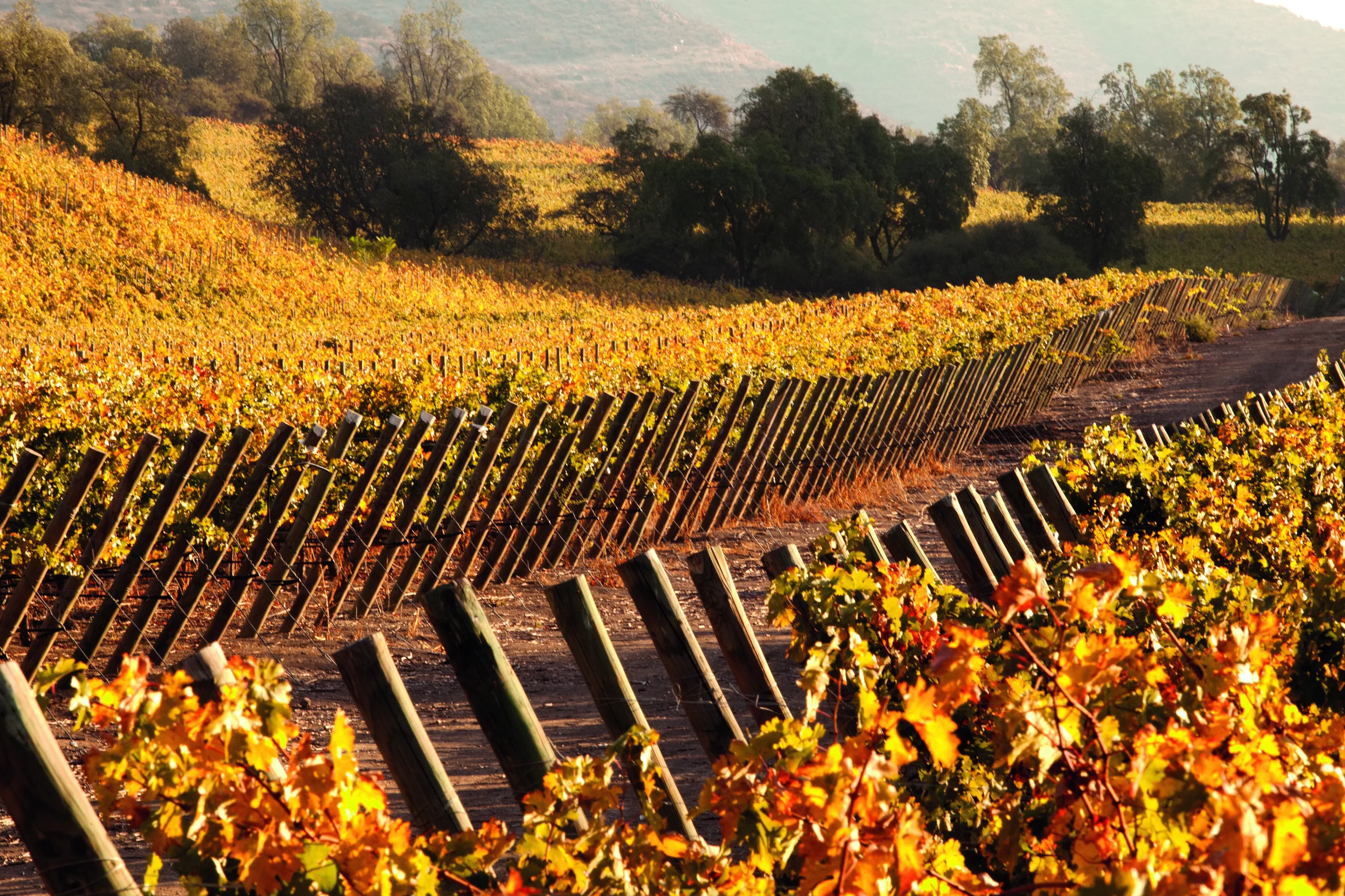 Vineyard