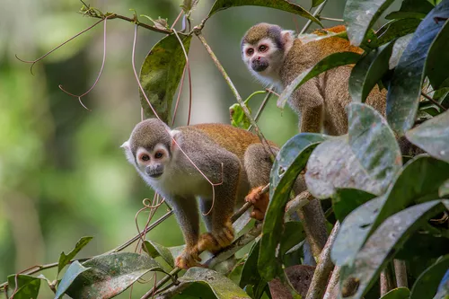 La Selva Lodge