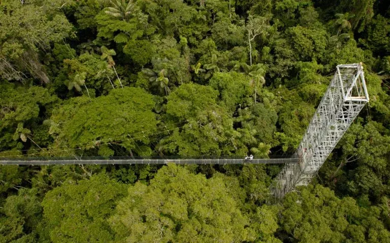 Canopy walking