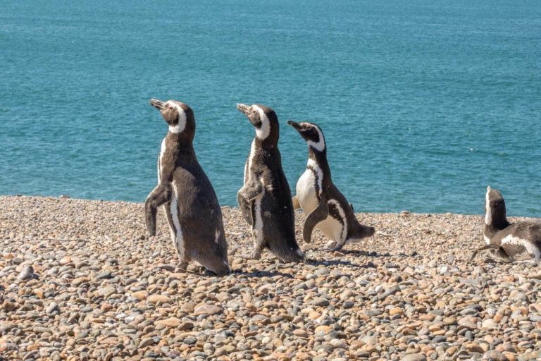 Penguins in Argentina