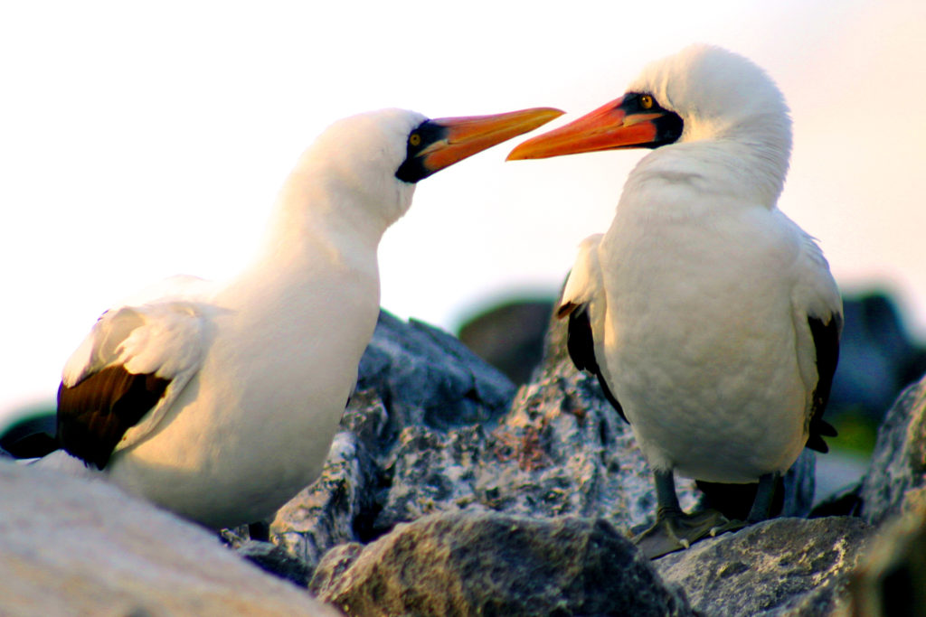 Galapagos