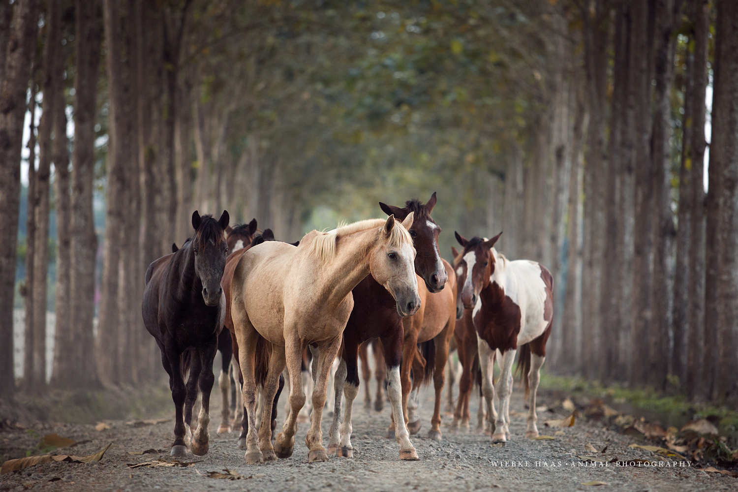 Hacienda La Danesa Horseback riding