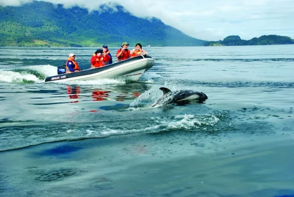 A whale breaches the water near a boat