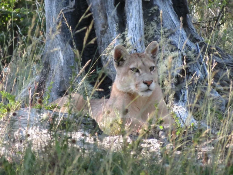 a puma sits at the base of a tree