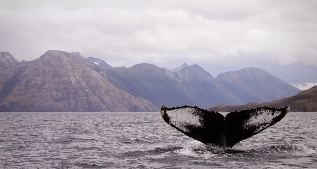 A whale's tail is above the water near the Strait of Magellan