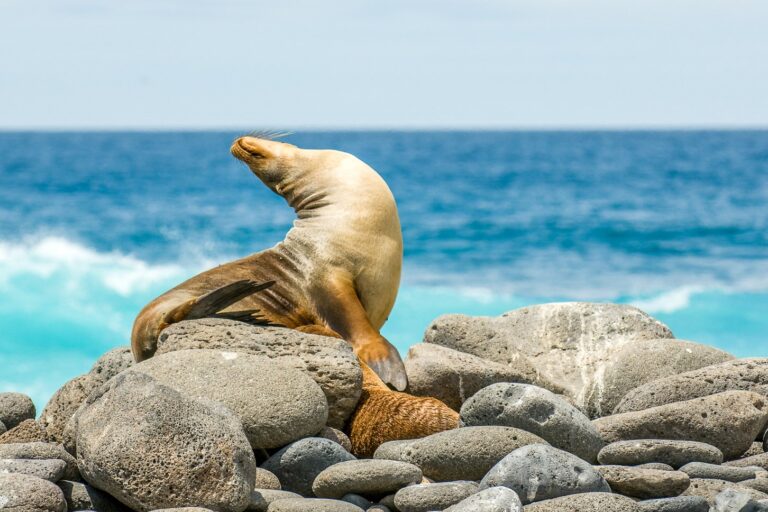 Ecuador Travel Sea Lion Galapagos Dt 1 1 1