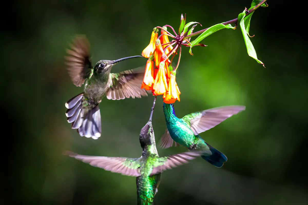 Senda Hummingbird Wildlife