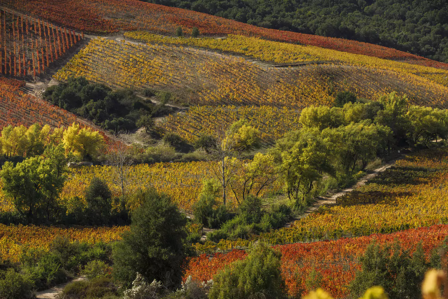 Vineyards