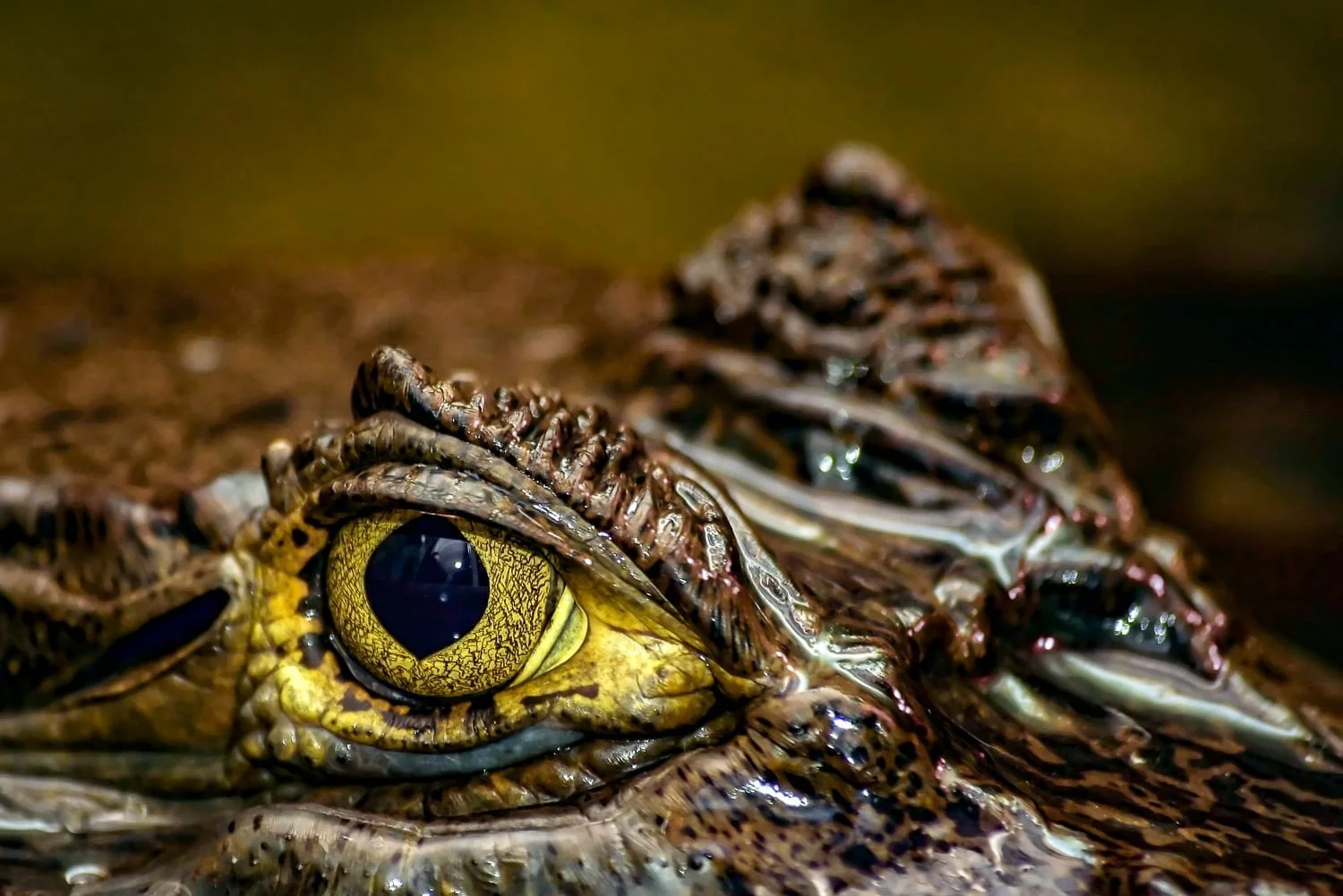 Aria Amazon Caiman Eye