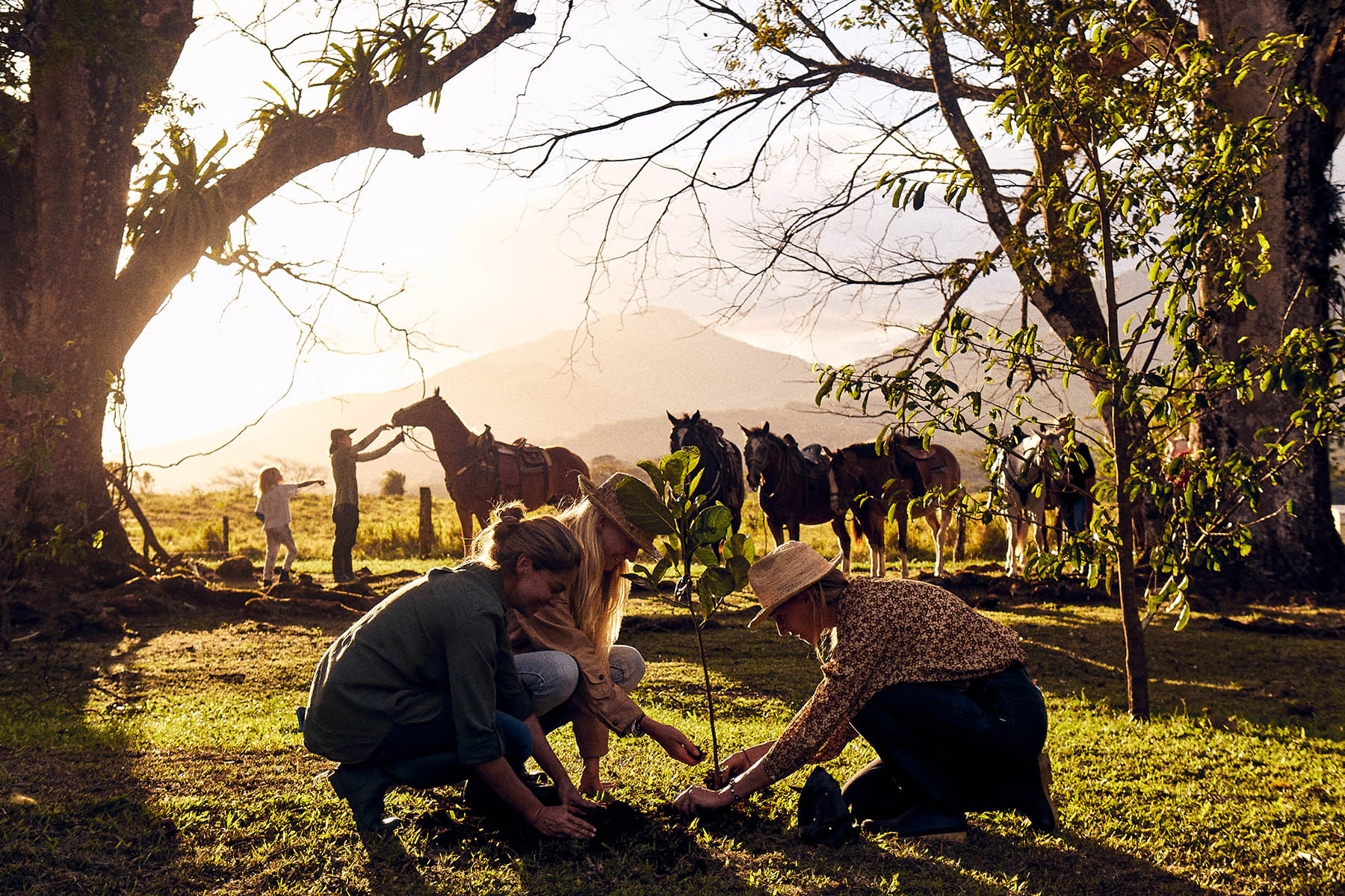 Reforestation